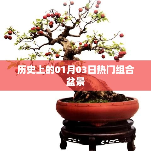 历史上的热门组合盆景,一月三日回顾