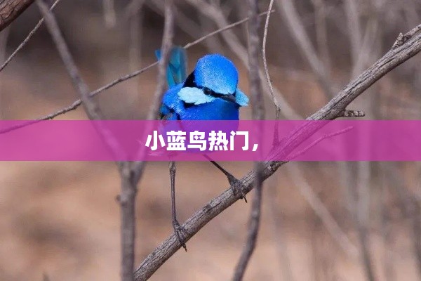 小蓝鸟热门， 