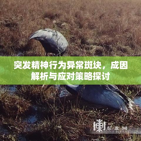 突发精神行为异常斑块，成因解析与应对策略探讨