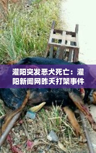 灌阳突发恶犬死亡：灌阳新闻网昨天打架事件 