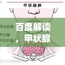 百度解读，甲状腺饮食指南，了解甲状腺所需营养摄入