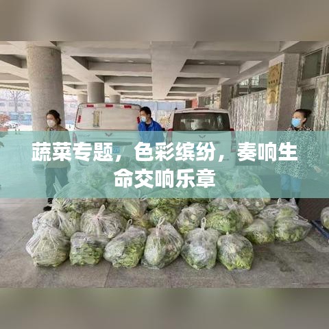 蔬菜专题，色彩缤纷，奏响生命交响乐章