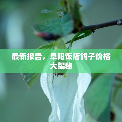 最新报告，阜阳饭店鸽子价格大揭秘