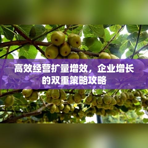 高效经营扩量增效,企业增长的双重策略攻略