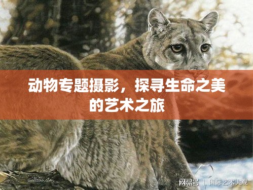 动物专题摄影,探寻生命之美的艺术之旅