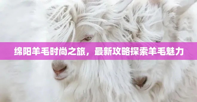 绵阳羊毛时尚之旅，最新攻略探索羊毛魅力