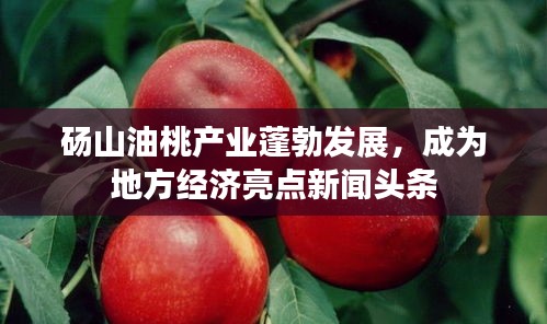 砀山油桃产业蓬勃发展，成为地方经济亮点新闻头条