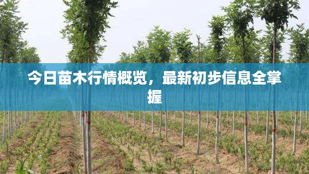 今日苗木行情概览，最新初步信息全掌握