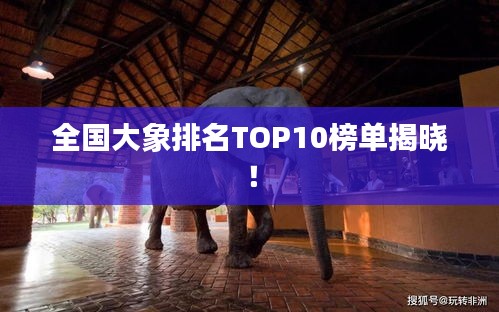 全国大象排名TOP10榜单揭晓！