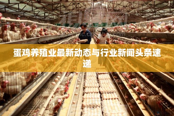蛋鸡养殖业最新动态与行业新闻头条速递