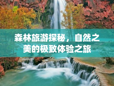 森林旅游探秘,自然之美的极致体验之旅