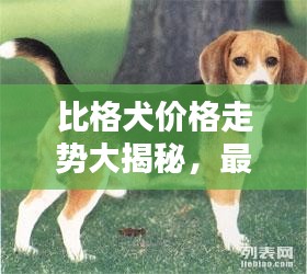 比格犬价格走势大揭秘，最新分析与预测！